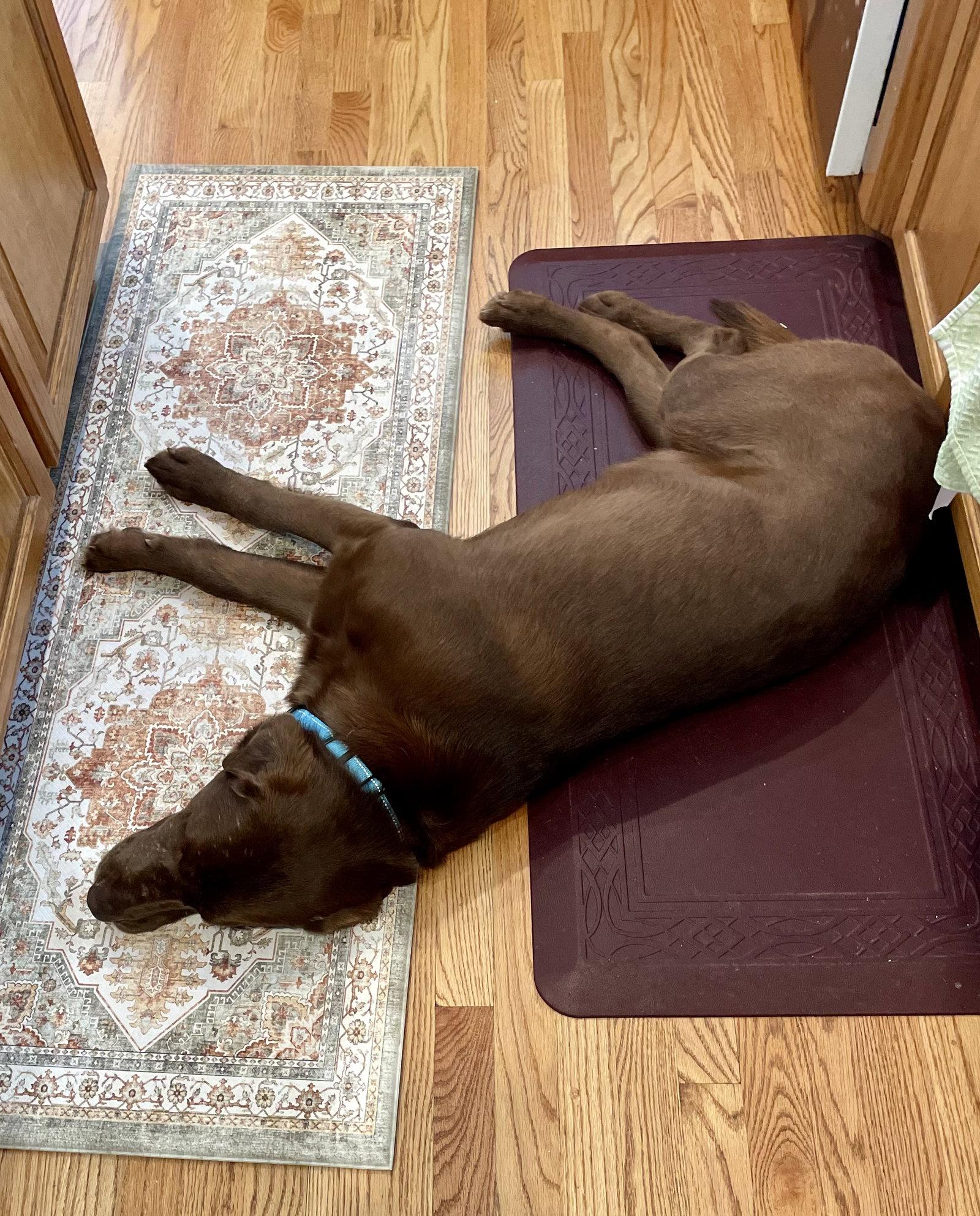 Enlarge Lenny, a Adoptable Labrador Retriever in Omaha, NE image 2/3