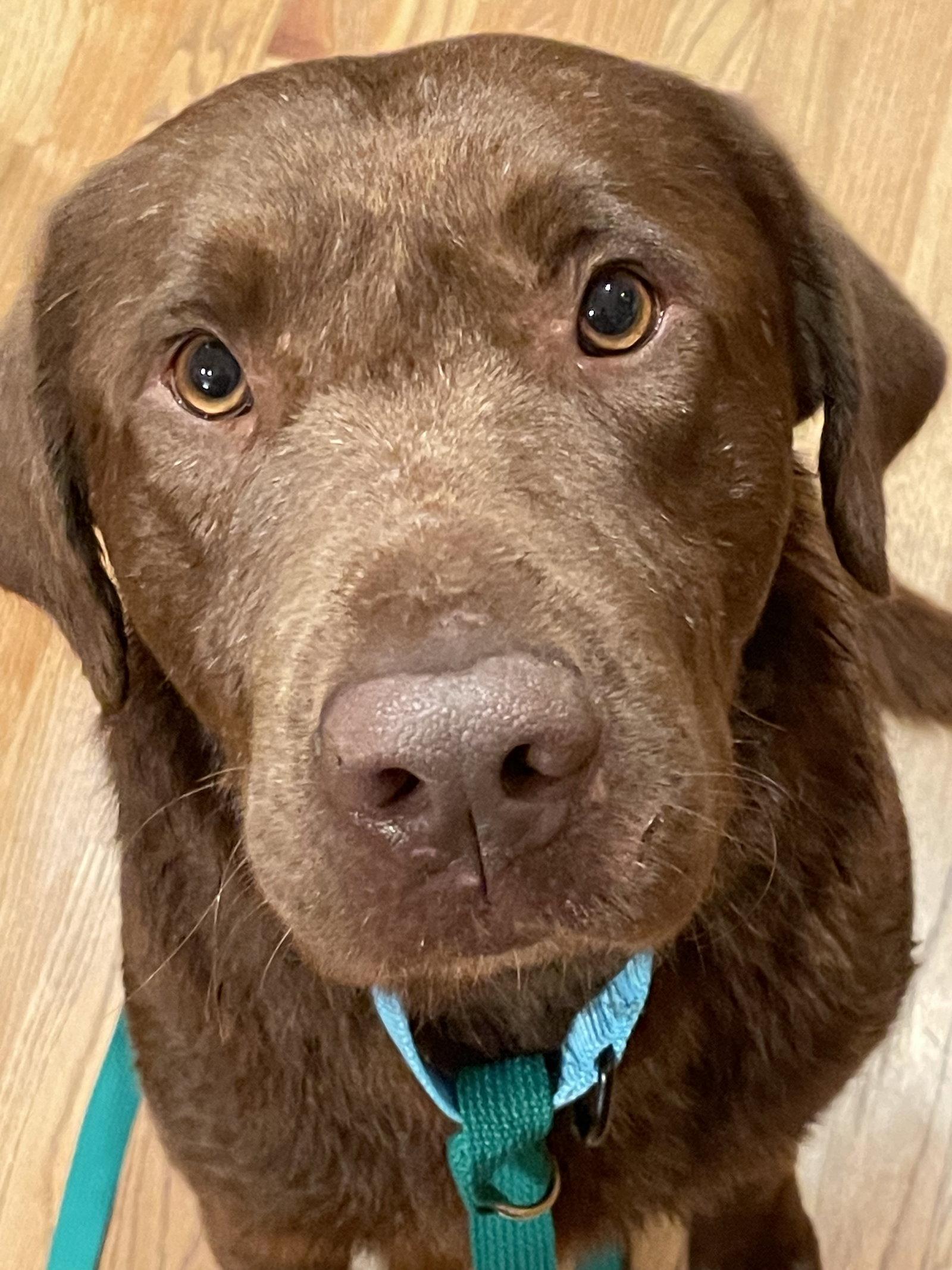 Enlarge Lenny, a Adoptable Labrador Retriever in Omaha, NE image 3/3