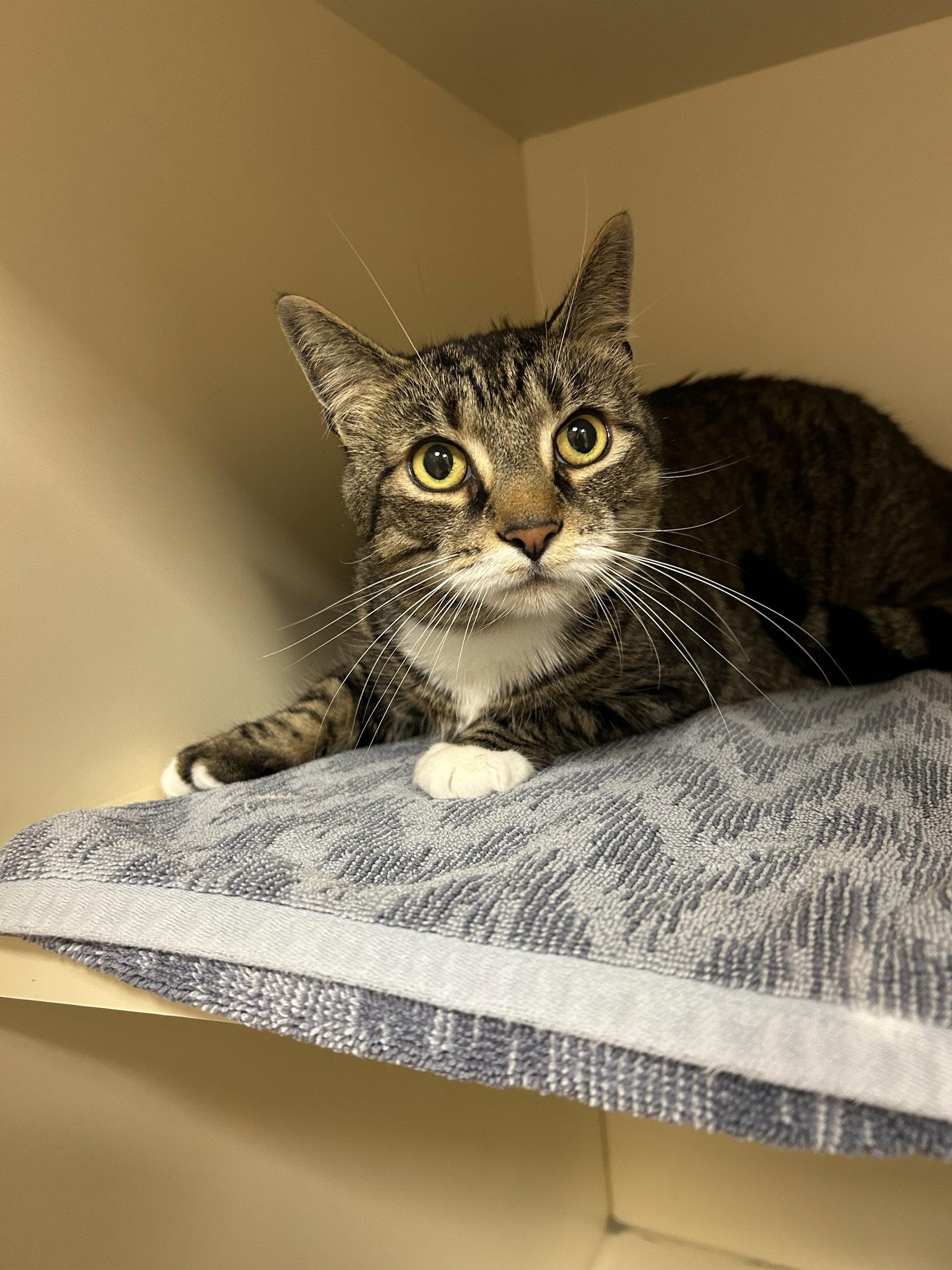 Pumpkin, a Adoptable Domestic Short Hair in Lancaster, PA image 1/2