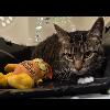 Pumpkin, a Adoptable Domestic Short Hair in Lancaster, PA image 2/2