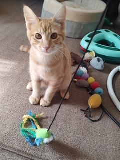 Bristol, an adoptable Domestic Short Hair in Pasco, WA, 99301 | Photo Image 2