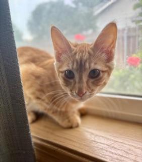 Bristol, an adoptable Domestic Short Hair in Pasco, WA, 99301 | Photo Image 3