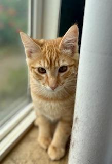 Bristol, an adoptable Domestic Short Hair in Pasco, WA, 99301 | Photo Image 4