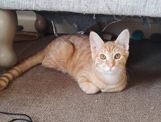 Bristol, an adoptable Domestic Short Hair in Pasco, WA, 99301 | Photo Image 5
