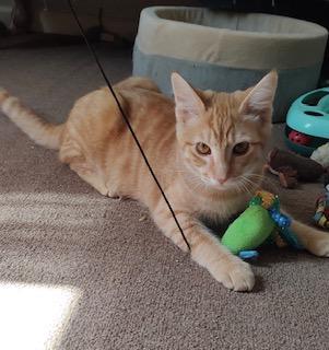 Bristol, an adoptable Domestic Short Hair in Pasco, WA, 99301 | Photo Image 6