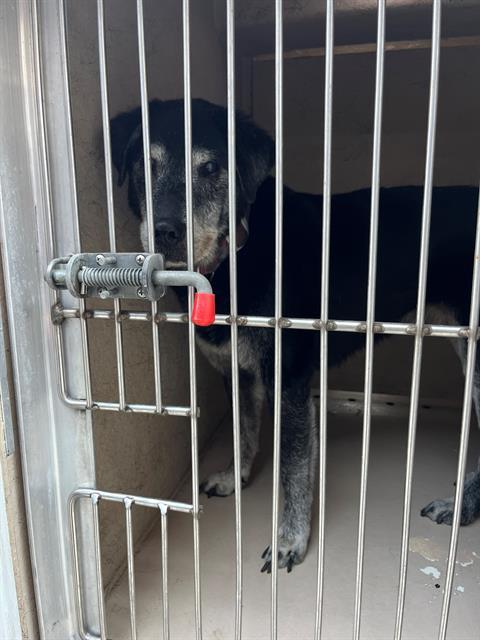 PORGIE, Adoptable, Senior Male Labrador Retriever & Mixed Breed.