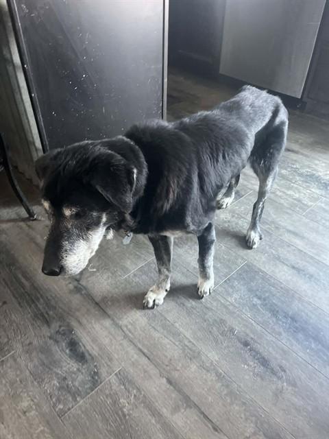 SANFORD, Adoptable, Senior Male Labrador Retriever & Mixed Breed.