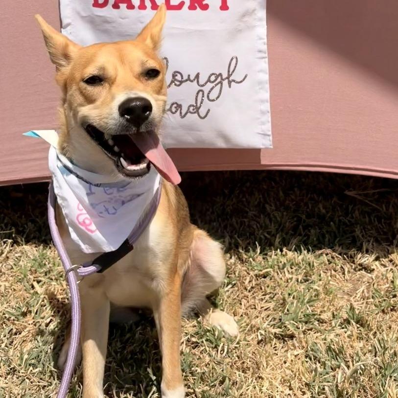 Roxy, Adoptable, Adult Female Carolina Dog.
