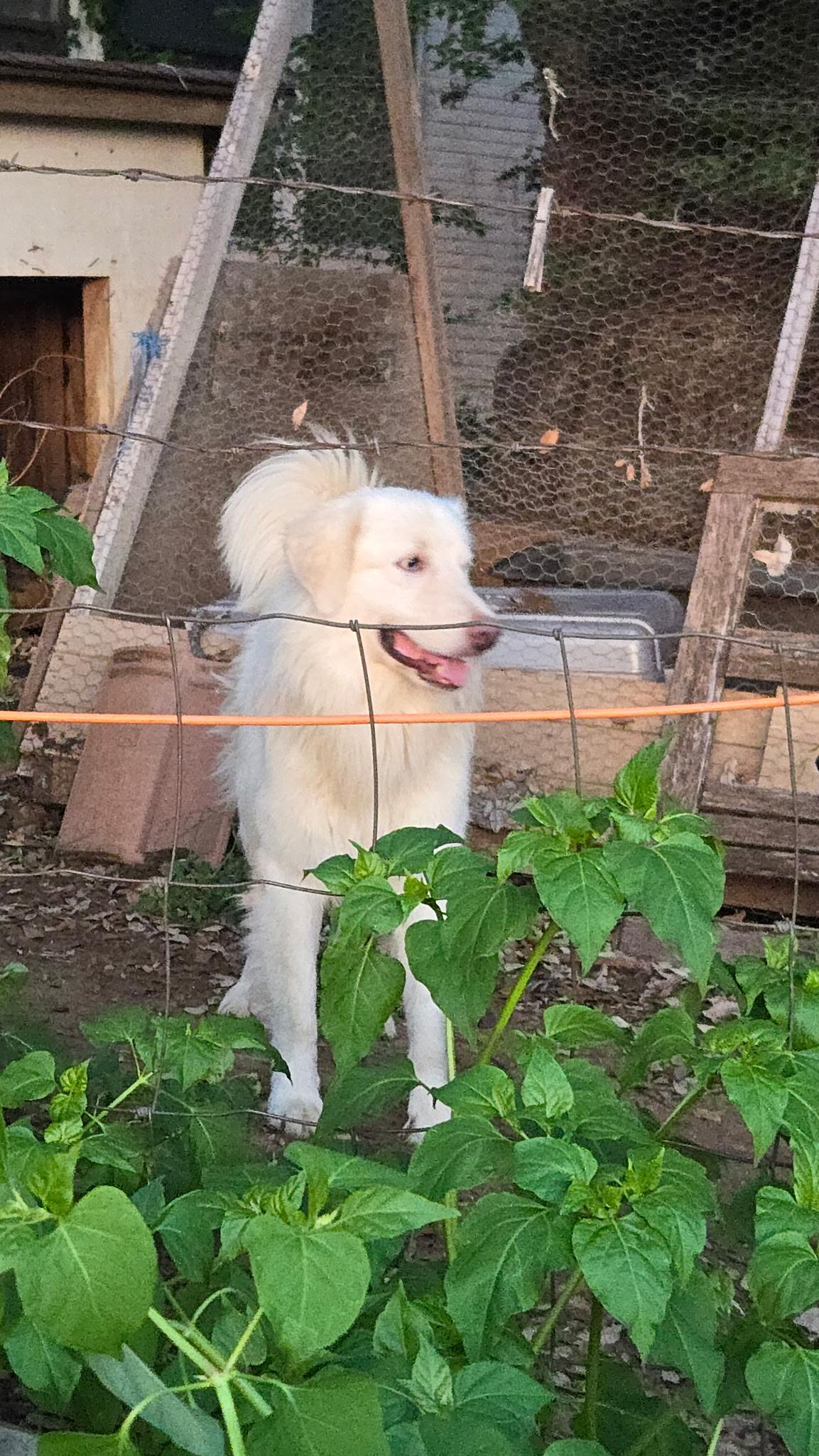 Enlarge Casper, a Adoptable Great Pyrenees in Charlotte, NC image 6/6