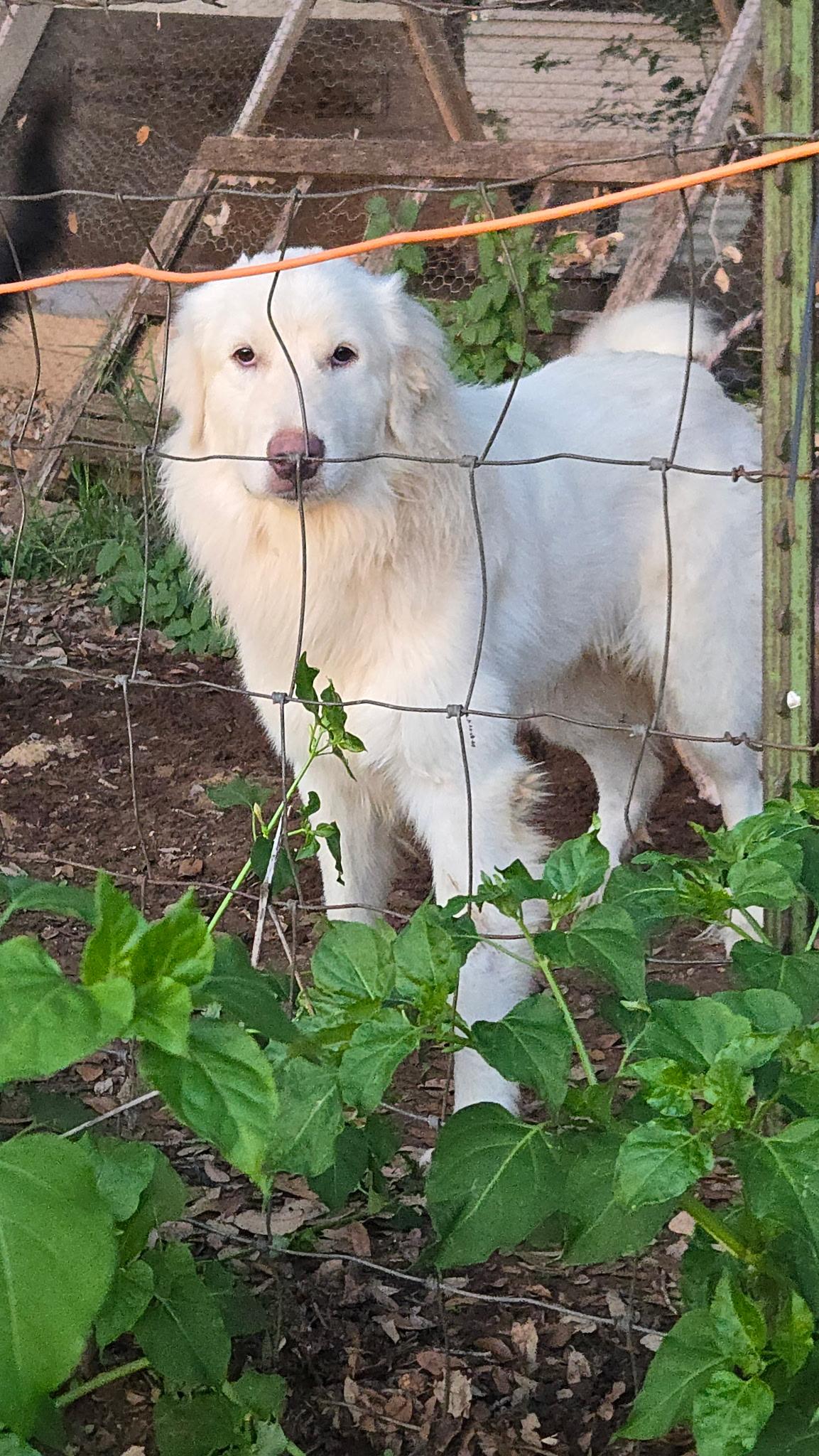 Enlarge Casper, a Adoptable Great Pyrenees in Charlotte, NC image 4/6