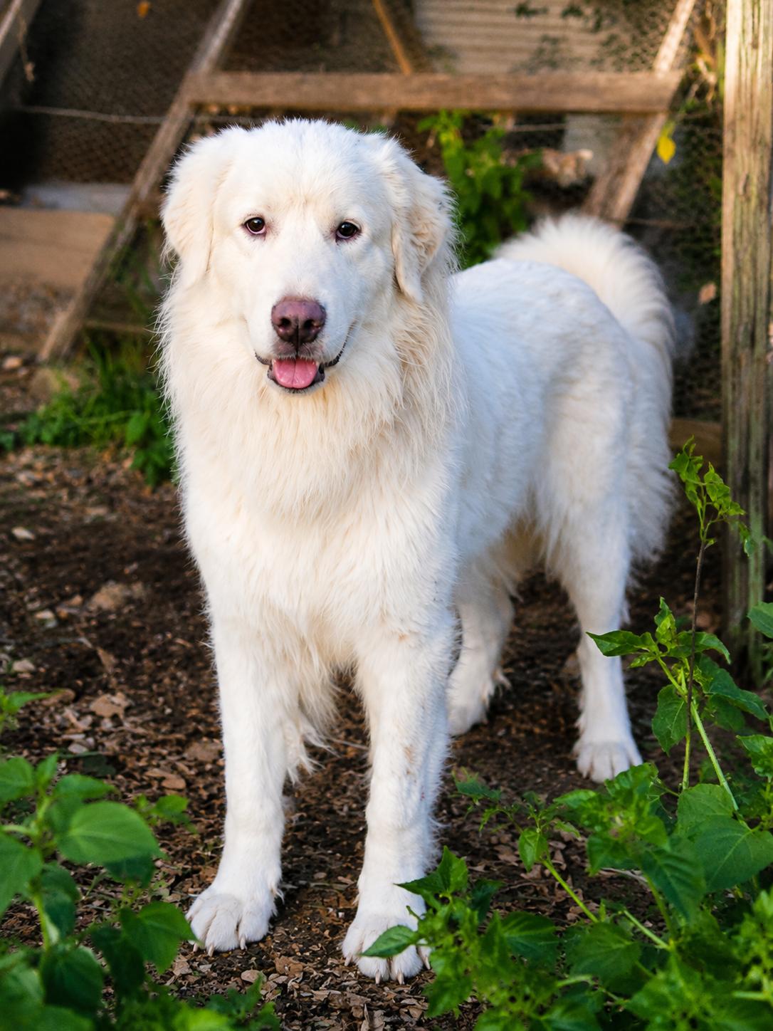 Enlarge Casper, a Adoptable Great Pyrenees in Charlotte, NC image 1/6