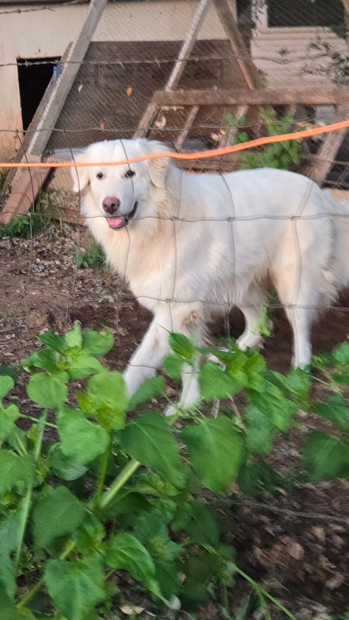 Enlarge Casper, a Adoptable Great Pyrenees in Charlotte, NC image 5/6
