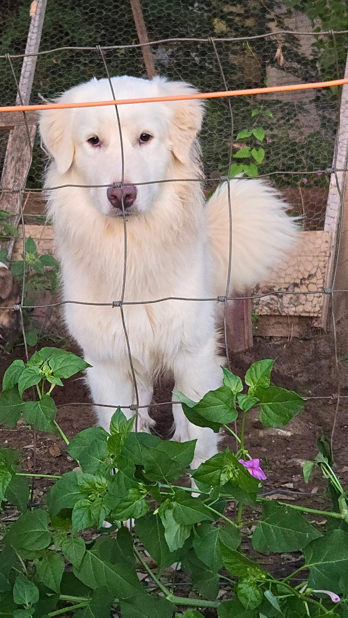 Enlarge Casper, a Adoptable Great Pyrenees in Charlotte, NC image 2/6
