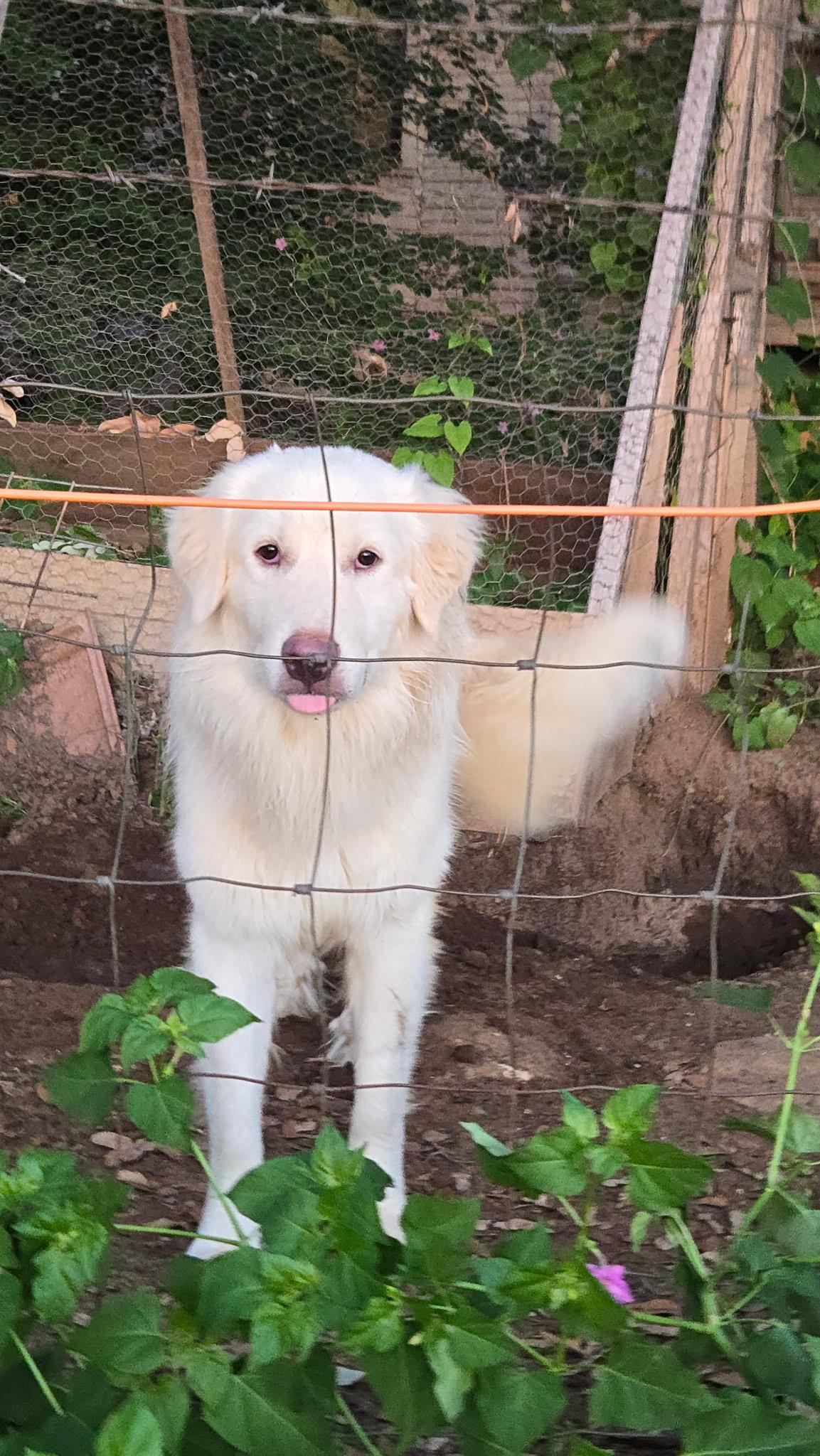 Enlarge Casper, a Adoptable Great Pyrenees in Charlotte, NC image 3/6