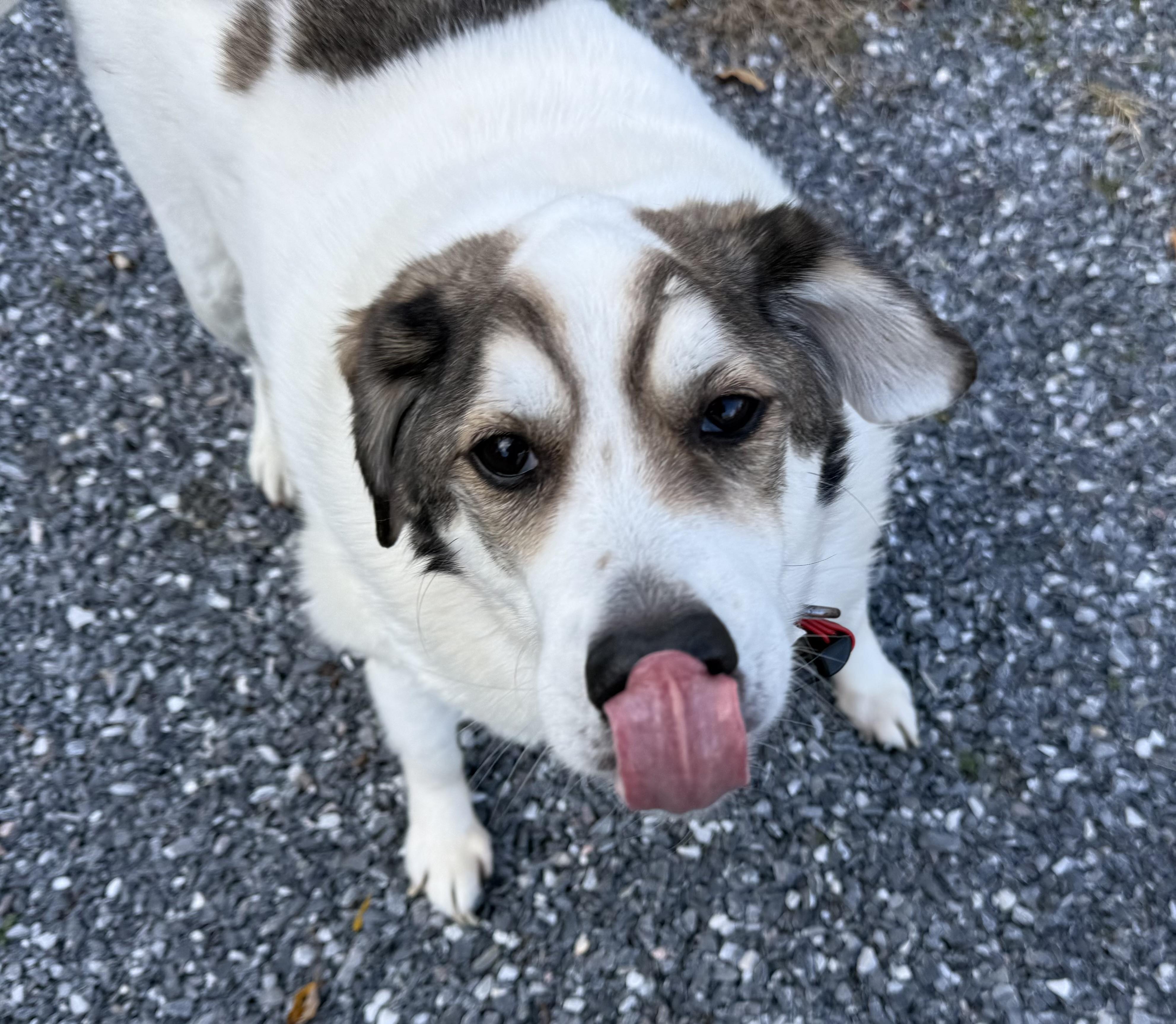 Finn - FOSTER NEEDED, Adoptable, Senior Male Hound.