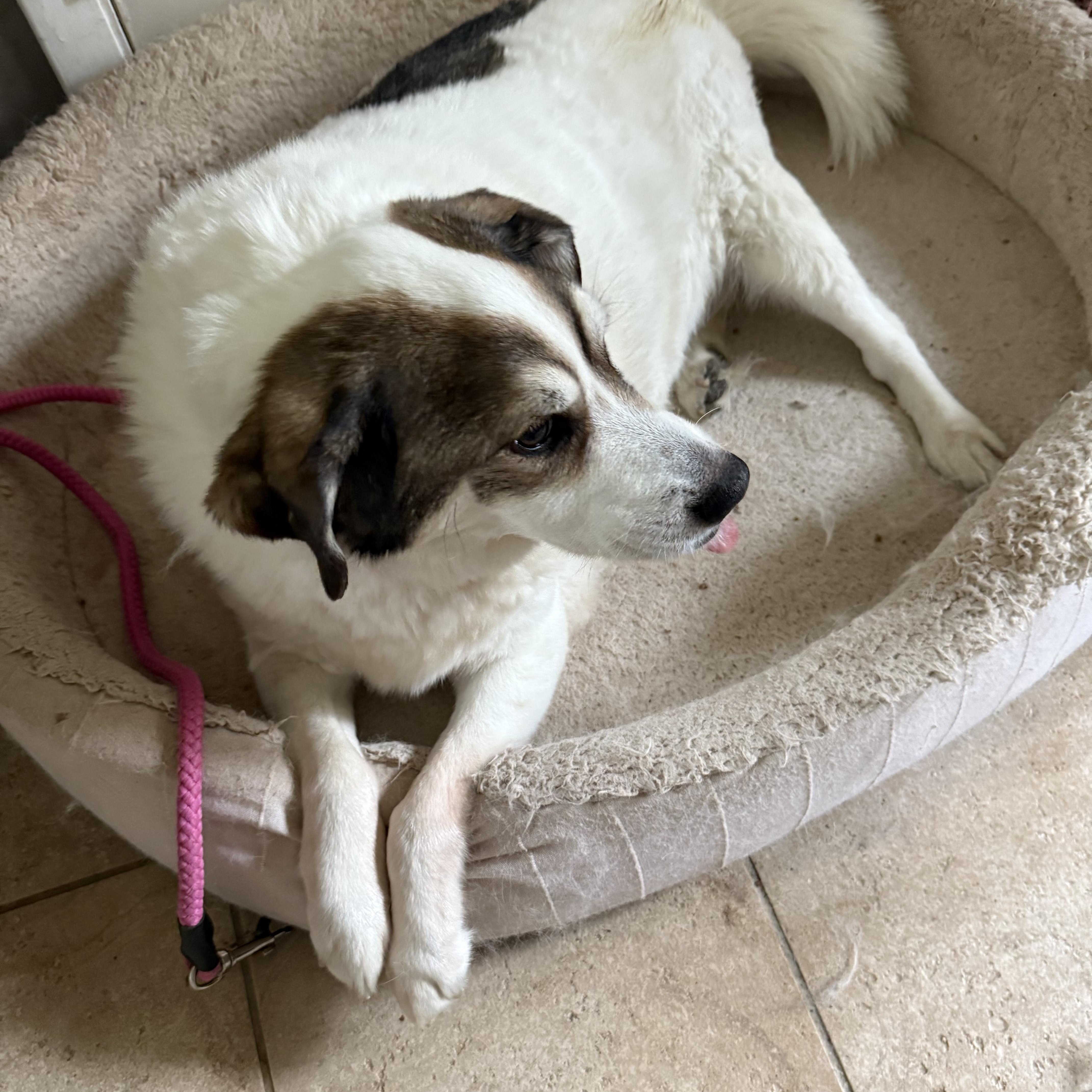 Enlarge Finn - FOSTER NEEDED, a Adoptable mixed breed in Queenstown, MD image 2/5