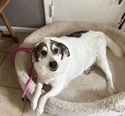 Enlarge Finn - FOSTER NEEDED, a Adoptable mixed breed in Queenstown, MD image 3/5