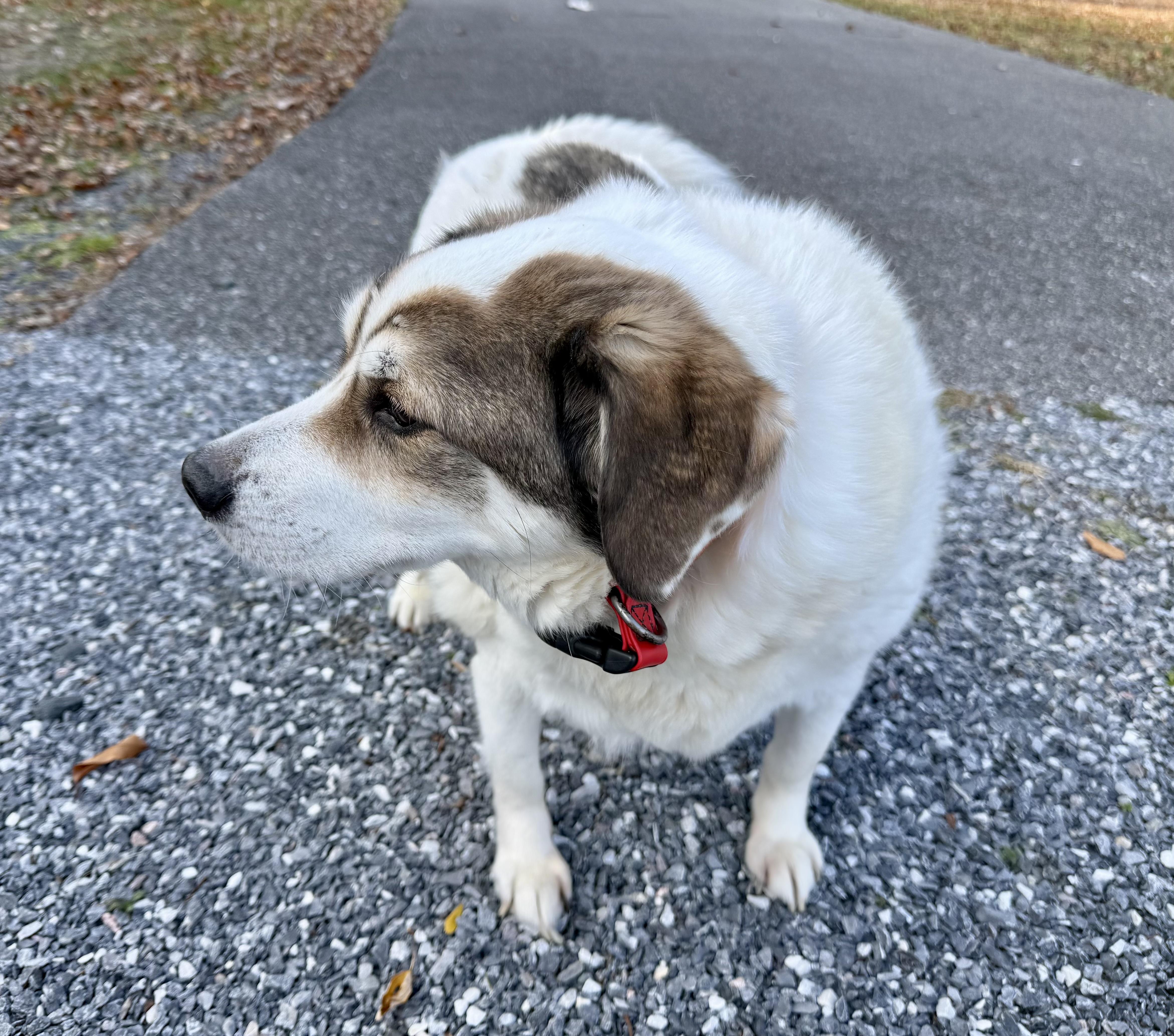 Enlarge Finn - FOSTER NEEDED, a Adoptable mixed breed in Queenstown, MD image 4/5
