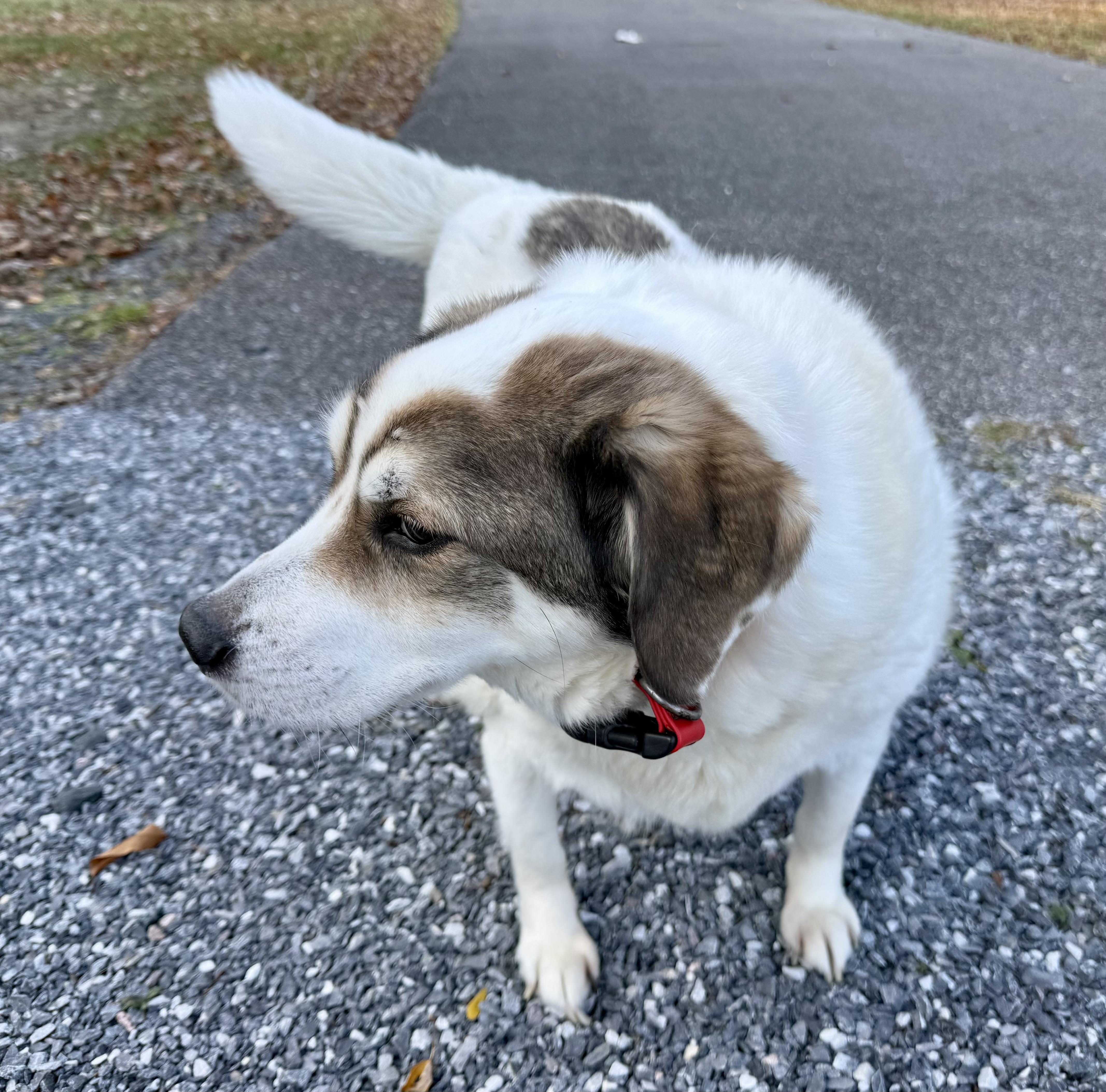 Enlarge Finn - FOSTER NEEDED, a Adoptable mixed breed in Queenstown, MD image 5/5