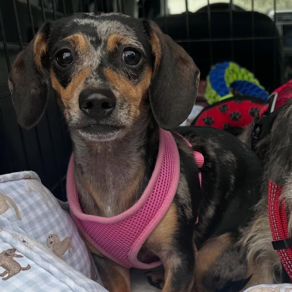 Violet (COMING SOON), Adoptable, Young Female Dachshund.