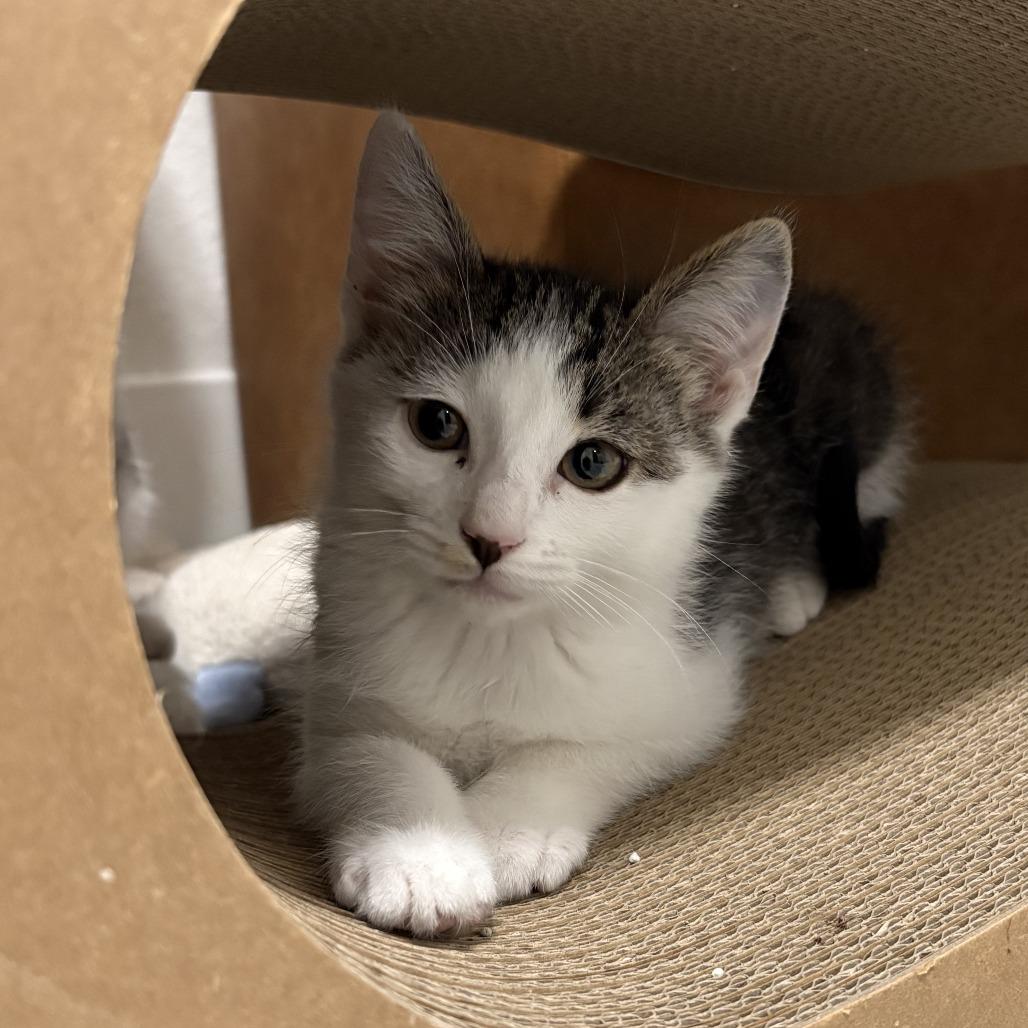 Pikachu, Adoptable, Young Male Domestic Short Hair.