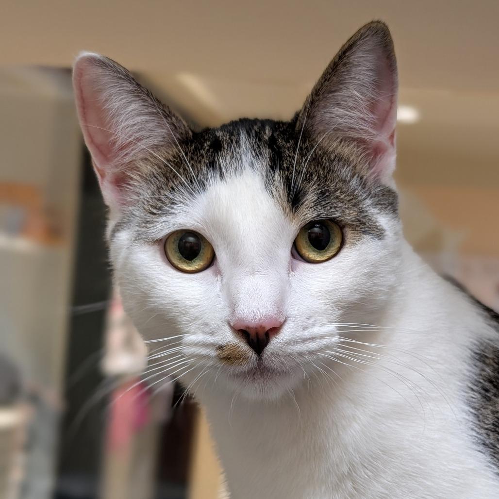 Pikachu, Adoptable, Young Male Domestic Short Hair.