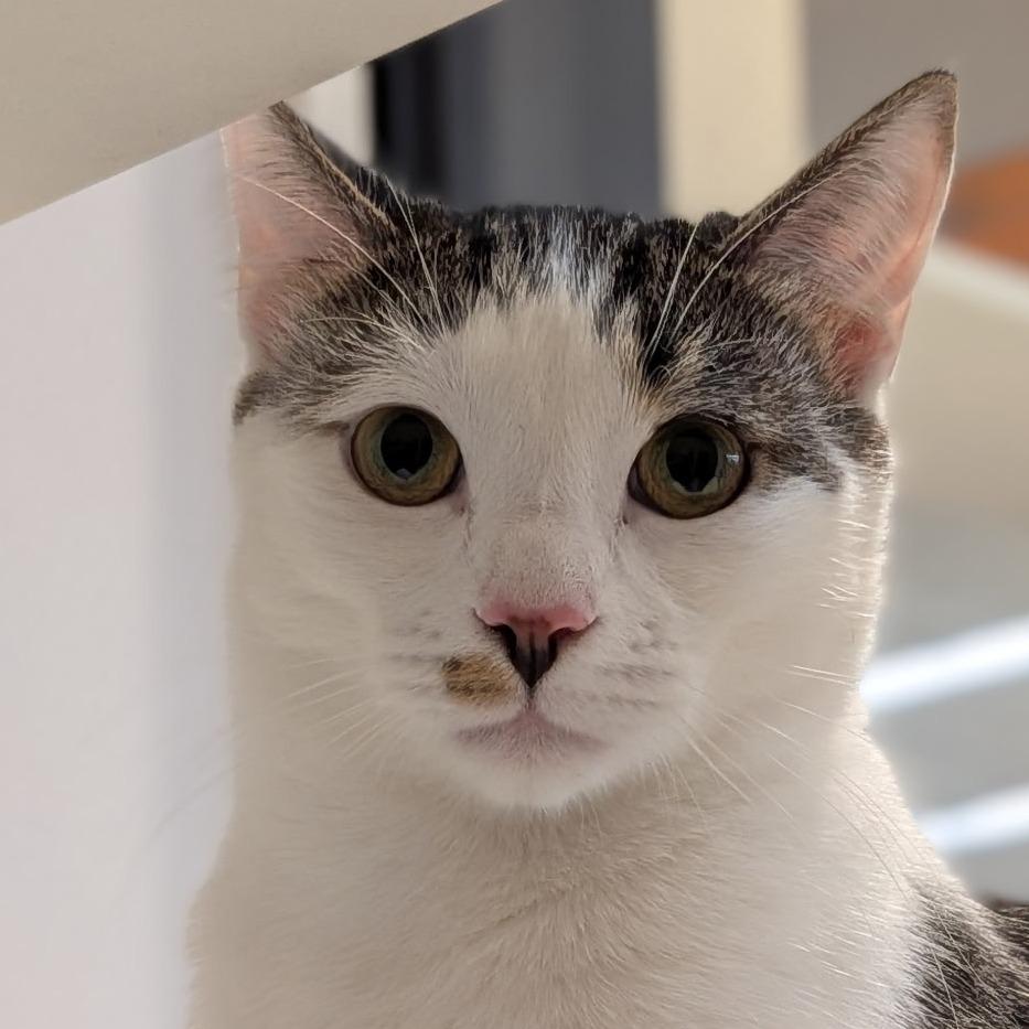 Pikachu, a Adoptable Domestic Short Hair in Pleasanton, CA image 2/3