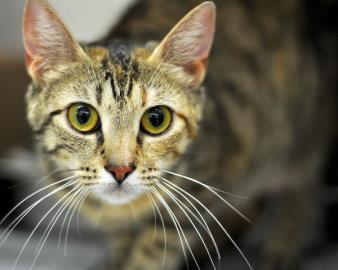 Enlarge Stevie, a Adoptable Domestic Short Hair in West Seneca, NY image 1/2