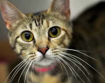 Enlarge Stevie, a Adoptable Domestic Short Hair in West Seneca, NY image 2/2