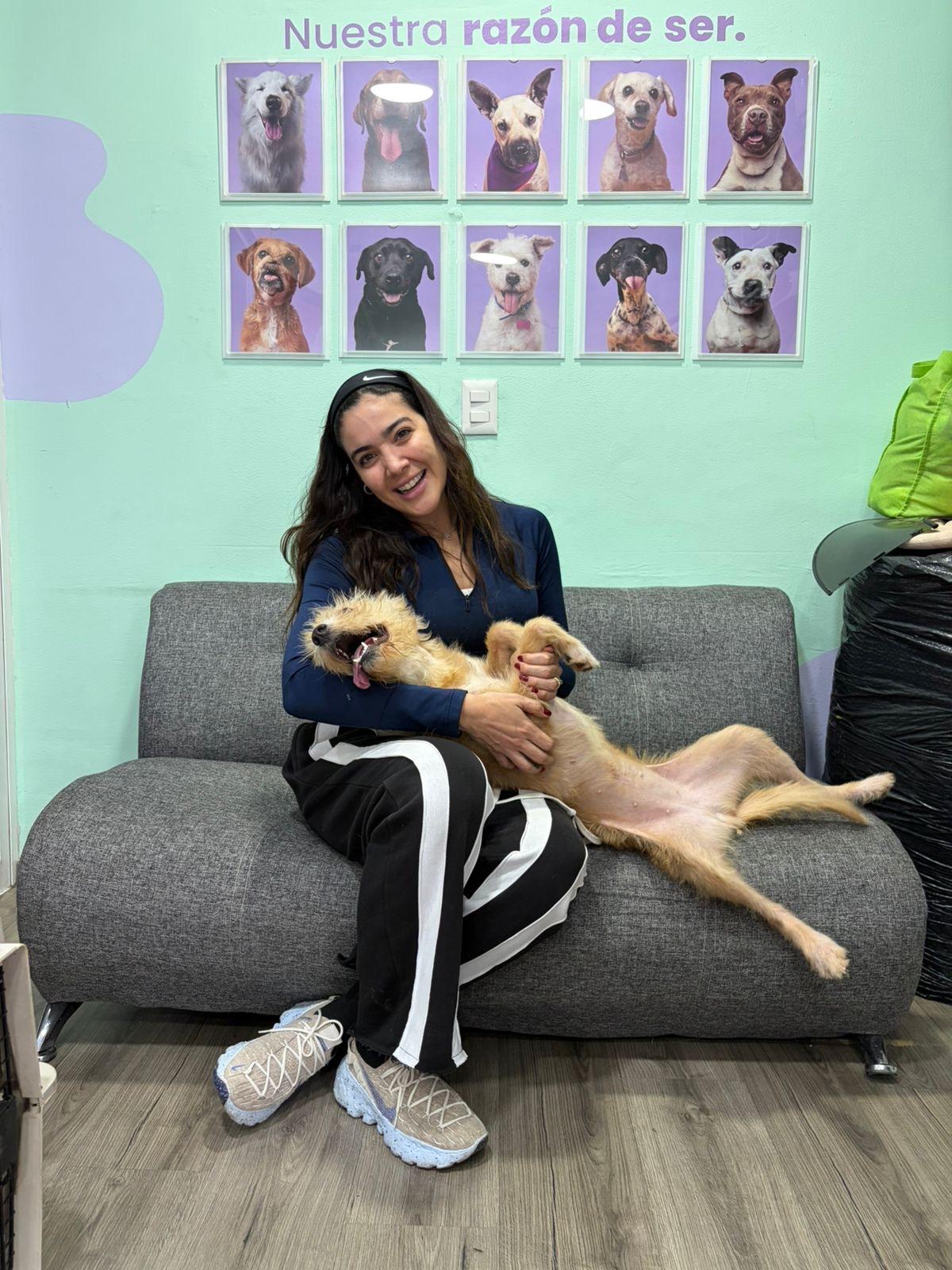 Enlarge Chalupa, an adoptable mixed breed in Hilton, NY image 2/4
