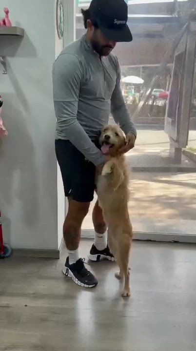 Enlarge Chalupa, an adoptable mixed breed in Hilton, NY video 4/4