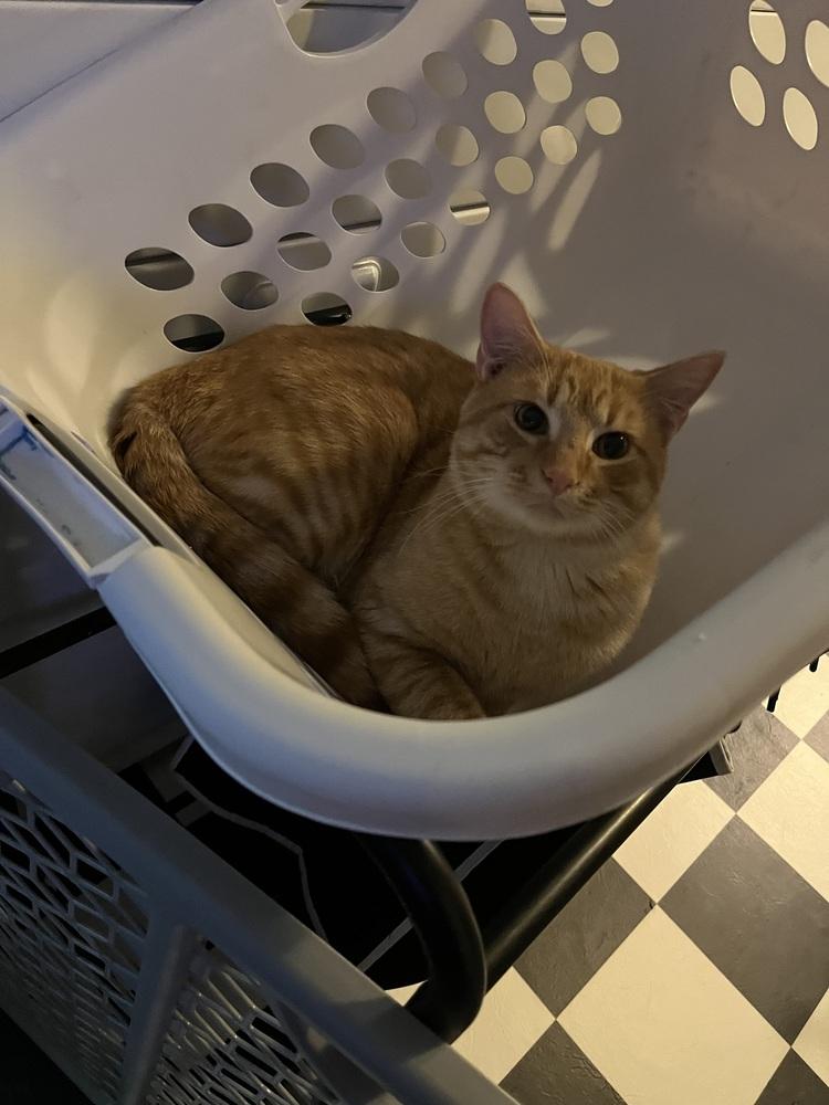 Marlowe — thumbnail 4