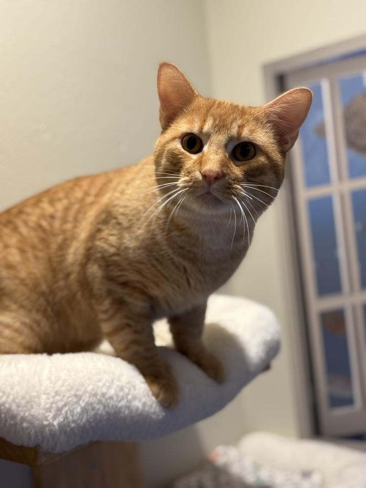 Marlowe — thumbnail 5