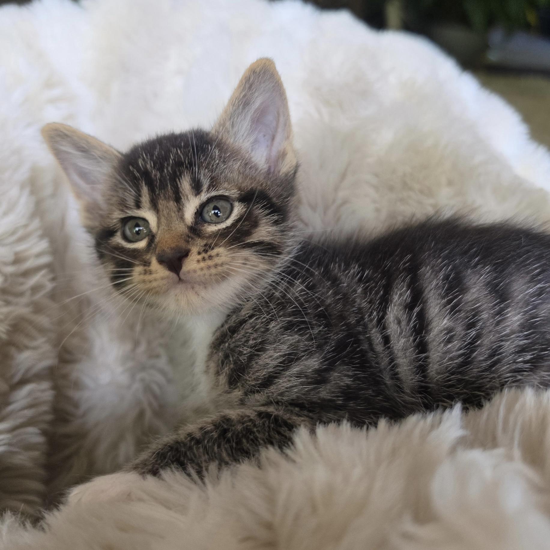 Lasso, ADOPTABLE, Kitten Male Domestic Short Hair.
