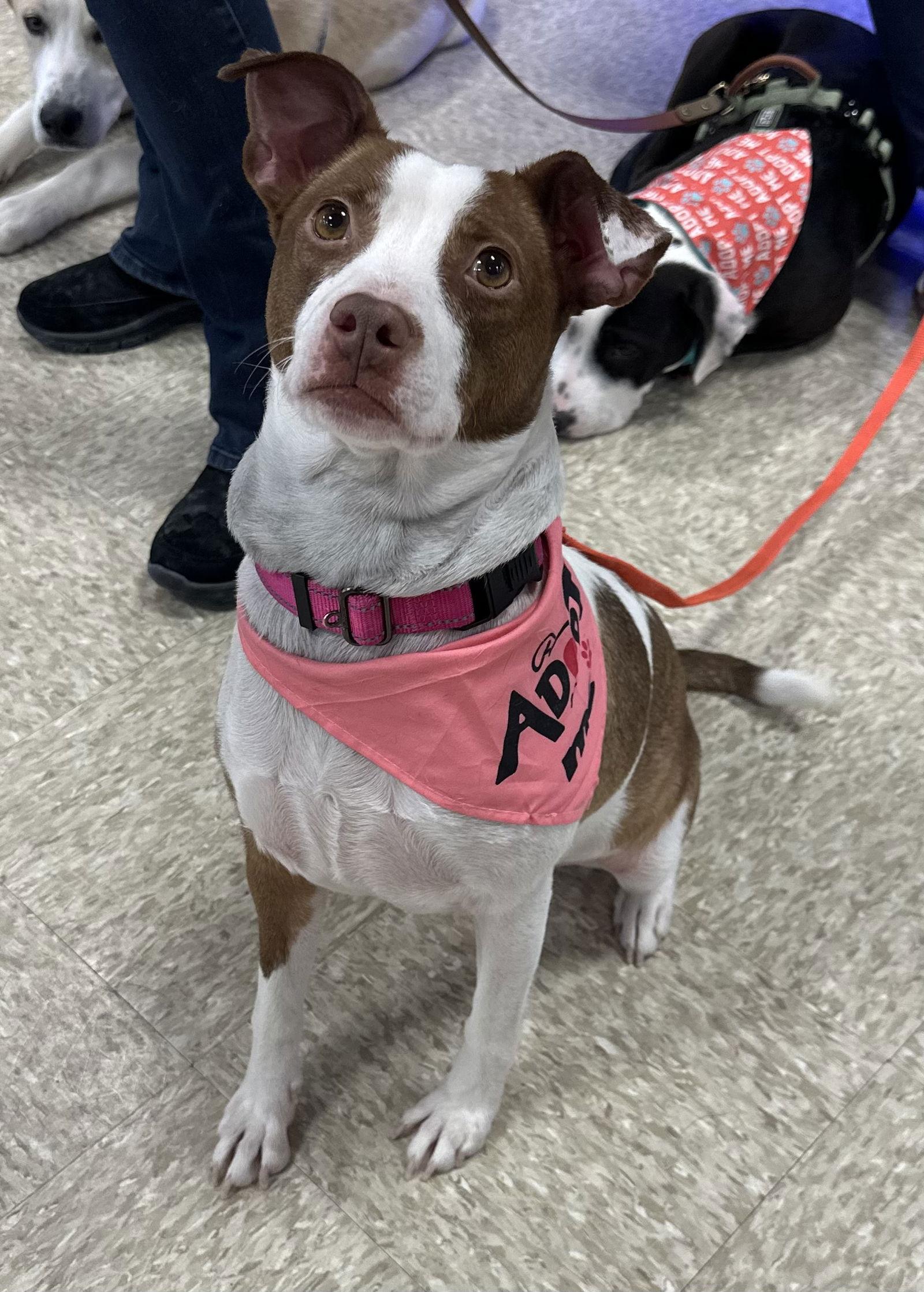 Pinata — thumbnail 3