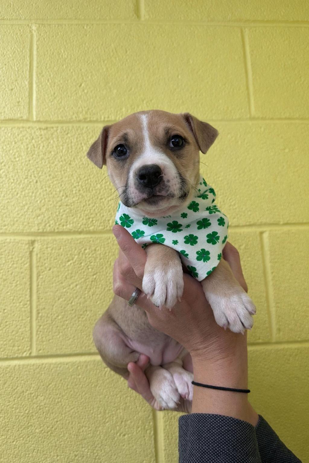 Jules, Adoptable, Puppy Female Boston Terrier & Shar-Pei.