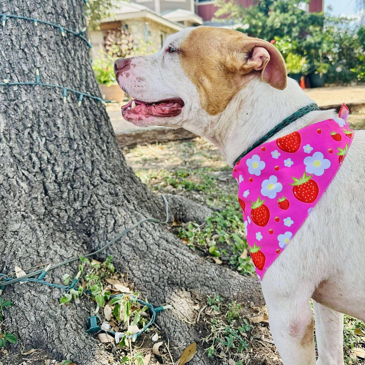 Kiara — thumbnail 4