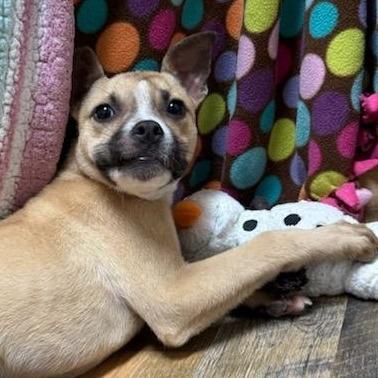 Enlarge Goose, a Adoptable mixed breed in Houston, TX image 1/2