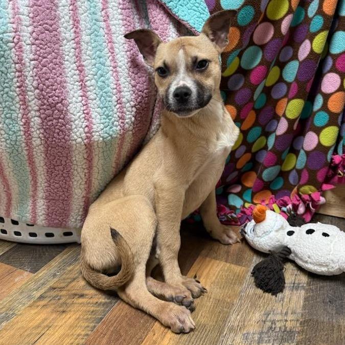 Enlarge Goose, a Adoptable mixed breed in Houston, TX image 2/2