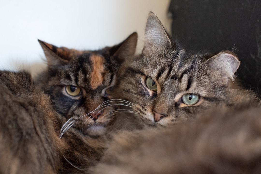 P&K: Phoenix, a Adoptable Domestic Long Hair in Sterling, VA image 3/6