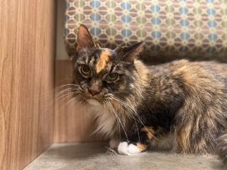 P&K: Phoenix, a Adoptable Domestic Long Hair in Sterling, VA image 6/6