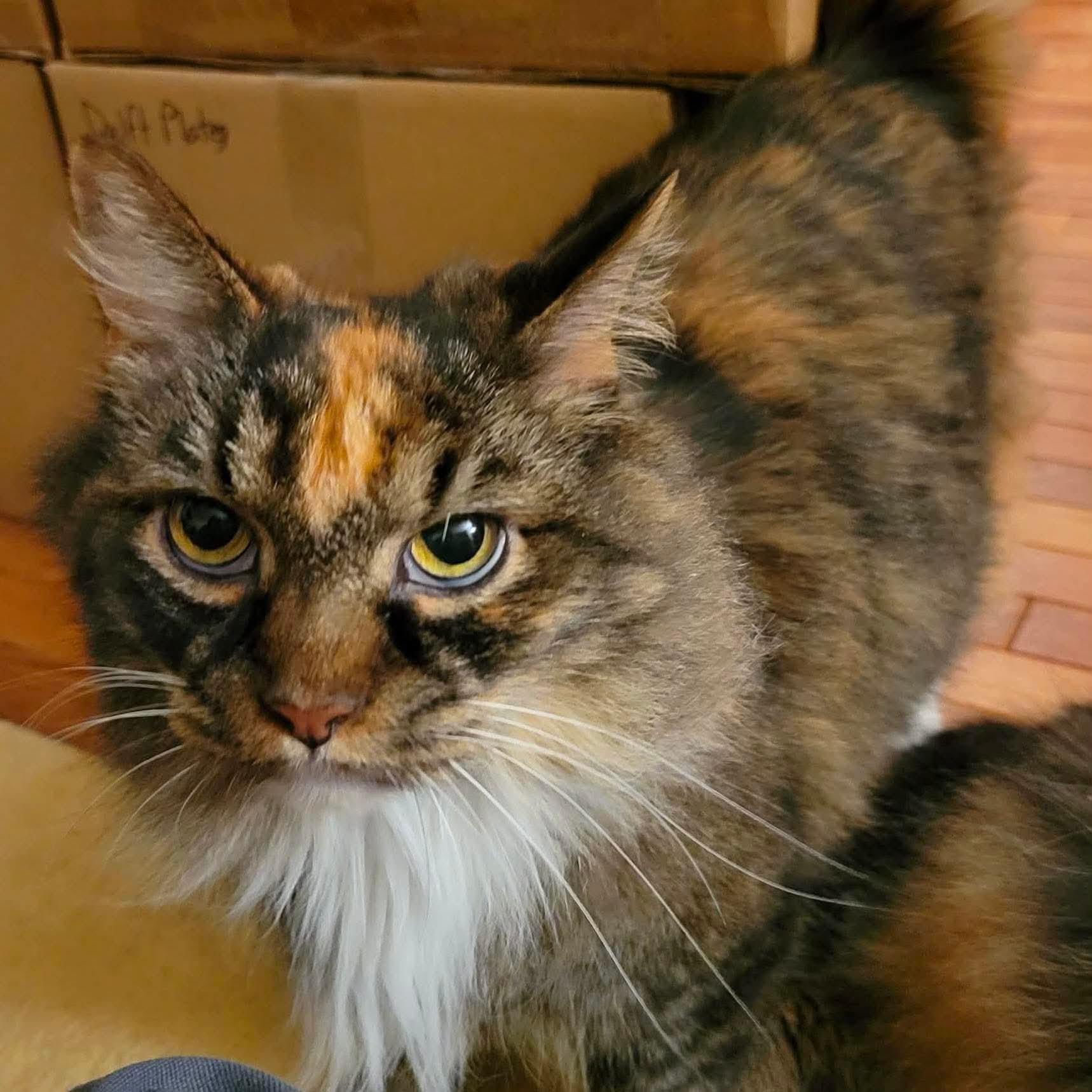 P&K: Phoenix, a Adoptable Domestic Long Hair in Sterling, VA image 6/6