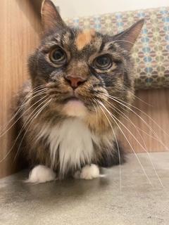 P&K: Phoenix, a Adoptable Domestic Long Hair in Sterling, VA image 4/6