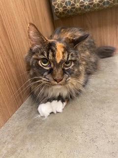 P&K: Phoenix, a Adoptable Domestic Long Hair in Sterling, VA image 1/6