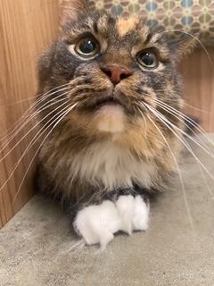 P&K: Phoenix, a Adoptable Domestic Long Hair in Sterling, VA image 2/6