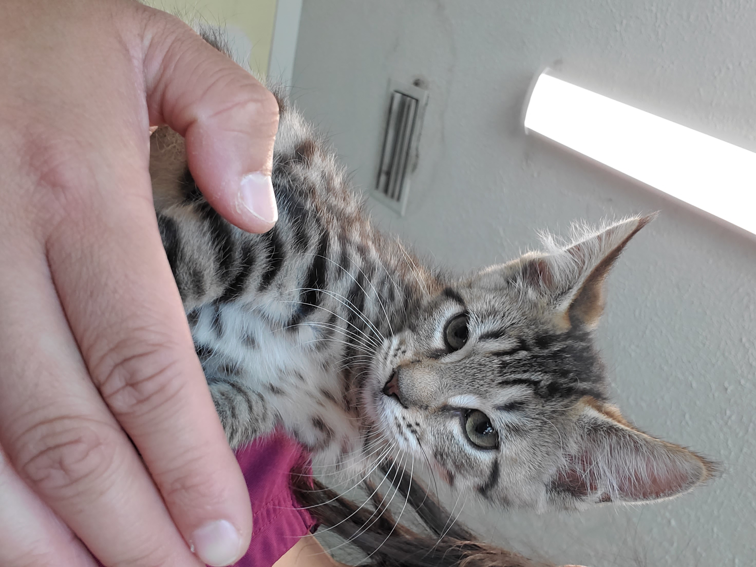 Enlarge Turbo, a Adopted Domestic Short Hair in Lynn Haven, FL image 1/1