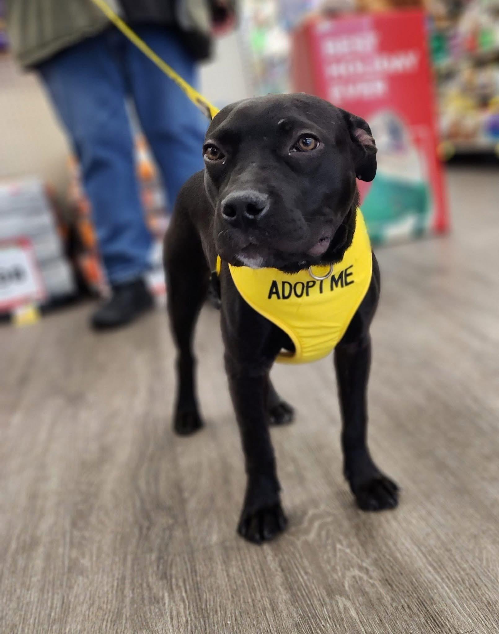 Imogene, ADOPTABLE, Young Female Pit Bull Terrier.