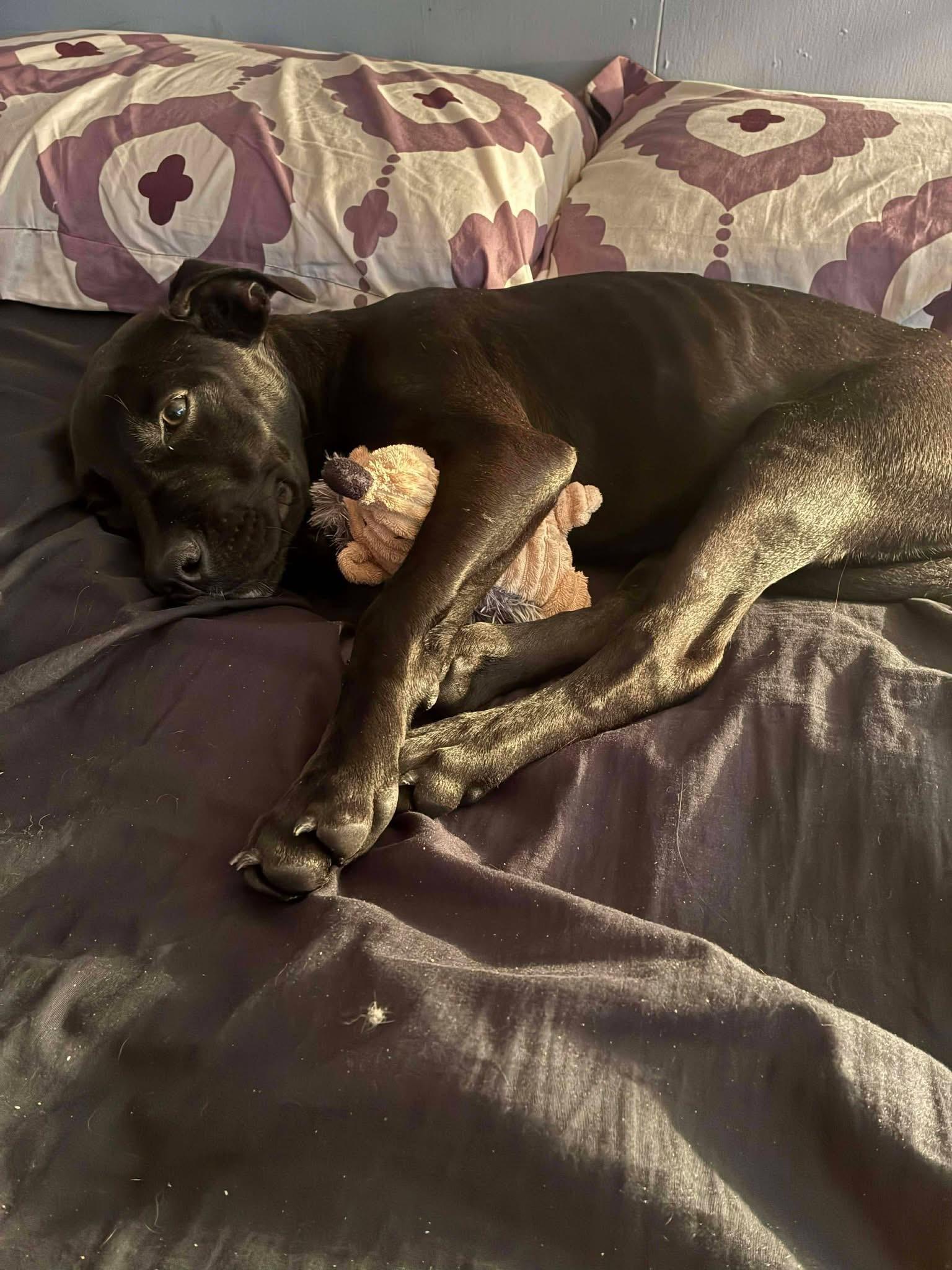 Enlarge Imogene, a ADOPTABLE Pit Bull Terrier in Souderton, PA image 2/4