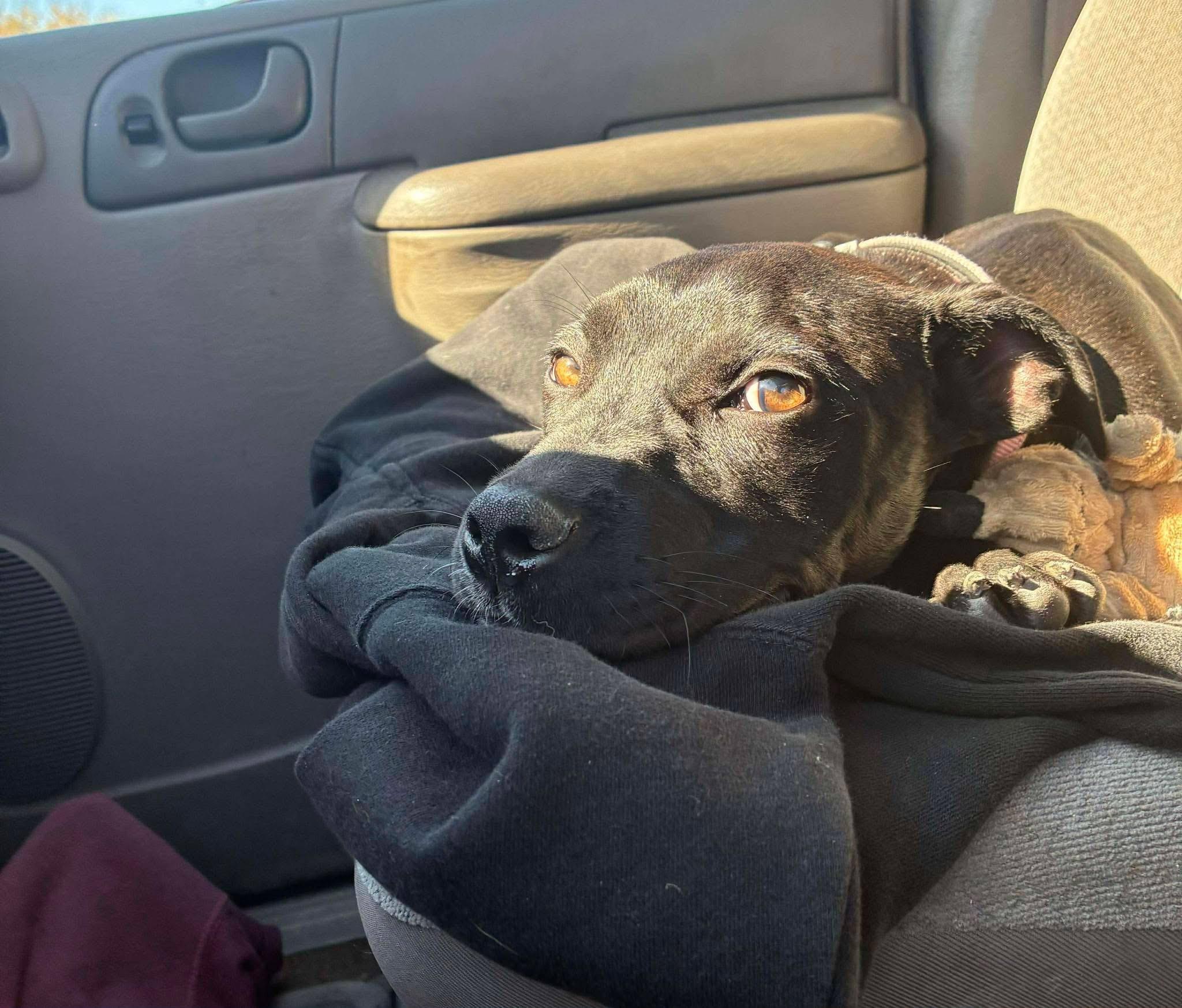 Enlarge Imogene, a ADOPTABLE Pit Bull Terrier in Souderton, PA image 4/4