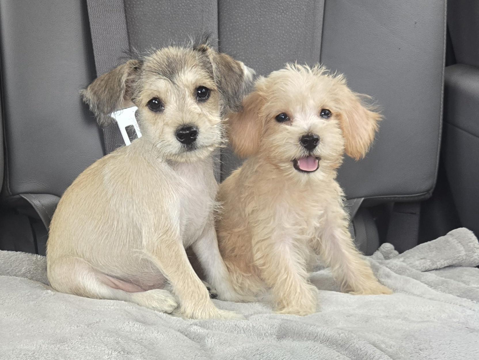Pandi, adopted, Puppy Female Wire Fox Terrier & Maltese.
